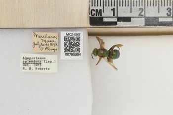 Media type: image;   Entomology 795304 Aspect: Labels
